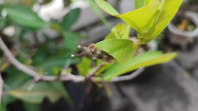 A hairy caterpillar crawls on a tree, munching on fresh green leaves. Its tiny jaws work quickly, leaving bite marks as it feeds, preparing for its transformation.

