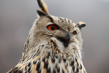 close up of an owl