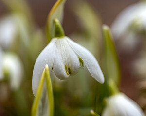 snowdrops are harbingers of spring, snowdrops are popular ornamental plants, spring