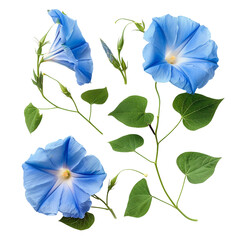 Delicate Morning Glory Flower on Transparent Background: Botanical Floral Art for Decorative Garden Wallpaper and Invitation Designs