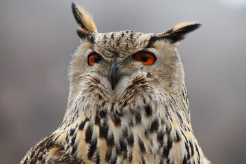 close up of an owl