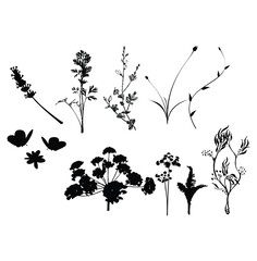 Vector illustration of botanical leaf nature silhouette isolated on a white background 