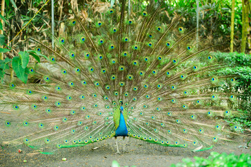 Obraz premium Beautiful Peacock with full swinging tail