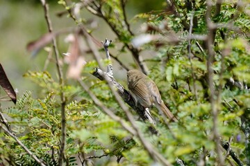 【小笠原】ハシナガウグイス