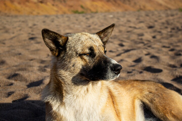 dog on the beach. Baikal Lake