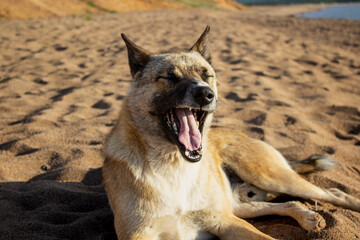 dog on the beach yawns. Baikal Lake