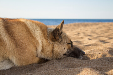 Fototapeta na wymiar dog on the beach. Baikal Lake