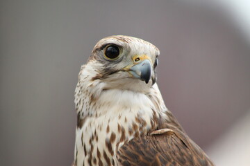 close up of a falcon