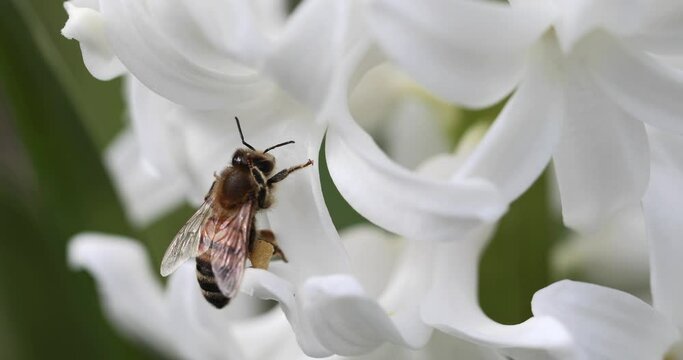 pszczoła z pyłkiem na nogach na kwiatach hiacynta,  bee on a hyacinth flower 