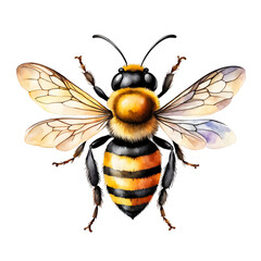 Bee, watercolor style, isolated on transparent background