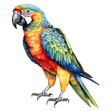 Parrot, watercolor style, isolated on transparent background