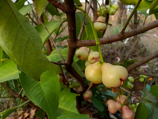 Young water apples fruits (Syzygium aqueum) growing up on its tree in Indian agriculture farm, known as jambu, rose apples or wax apple