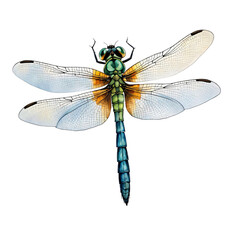 Dragonfly, watercolor style, isolated on transparent background
