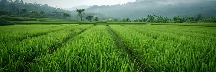 Gartenposter Reisfelder panorama with rice plantations. rice cultivation. a calm landscape, nature without people.