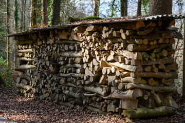 Firewood Storage in Forest