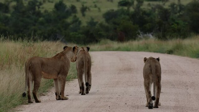 Lionesses on the road, early morning