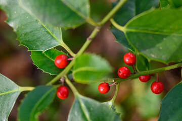 Holly Berry Delight