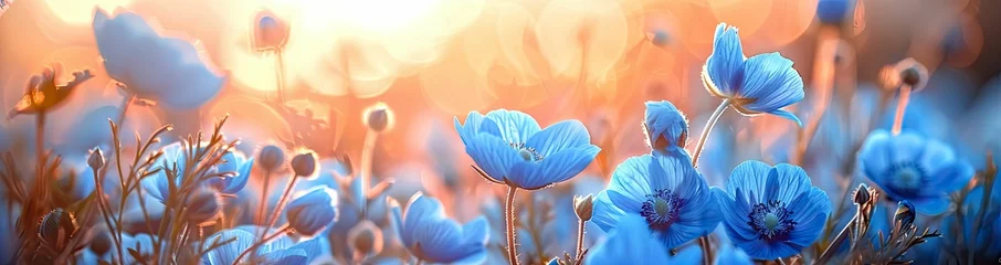 Outdoor kussens Blue poppies in the field at sunset © foto.katarinka