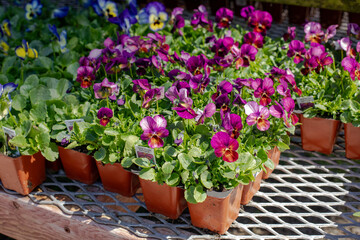 Fototapeta na wymiar Gem plum antique violas flowers and plants on sale display in the nursery