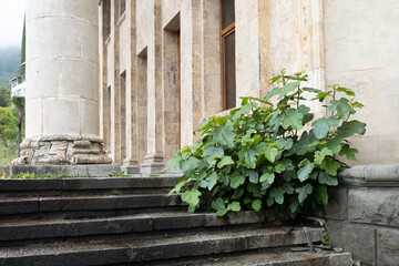 A small shrub of a plant grows on the steps of the building