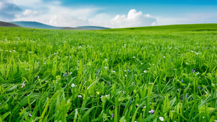 Fototapeta premium green field and blue sky