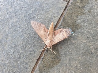 Oak hawk-moth, Marumba quercus on the stone 