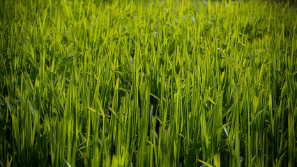 green grass background