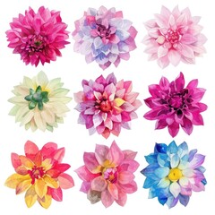 Watercolor dahlia clipart in bold and vibrant colors , on white background