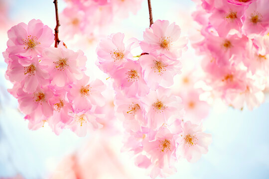 delicate lush cherry blossoms. pink flowers close up