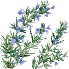 Watercolor rosemary clipart featuring delicate blue flowers and green foliage , on white background