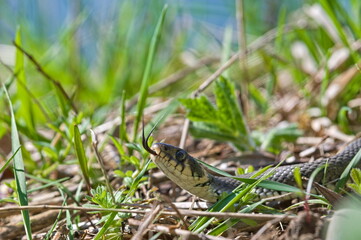 Natrix natrix aka Common Grass Snake in the grass. Visible forked tongue. Most common snake in Czech republic.