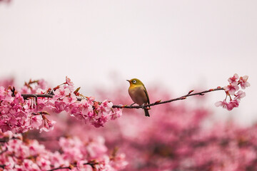 Mejiro bird with cherry blossoms, Japan