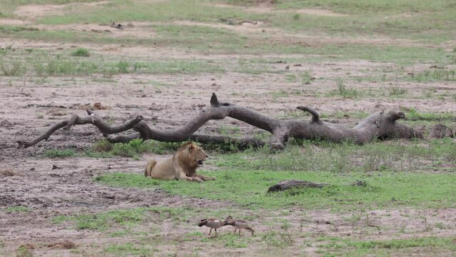 Young male lion resting next to a fallen tree