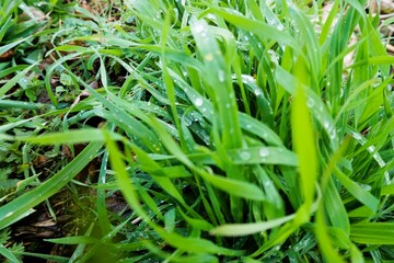 Nasses grünes Gras mit Regentropfen bei Regen am Nachmittag im Frühling