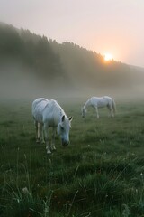 Obraz na płótnie Canvas morning sun shines on two white horses grazing