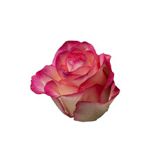 Isolated pink rose on a white background