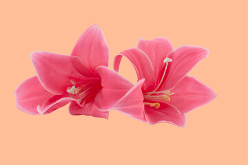 A wonderful artificial pink lily flower. - 766146664