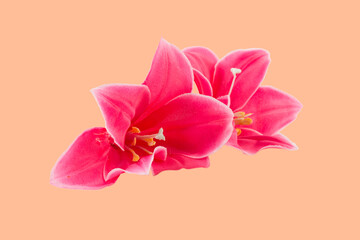 A wonderful artificial pink lily flower. - 766146670
