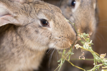 Two beautiful rabbits are eating grass. - 766146682