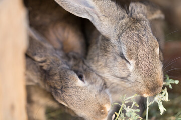 Two beautiful rabbits are eating grass. - 766146684