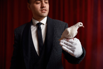 Man magician showing trick with white dove bird selective focus