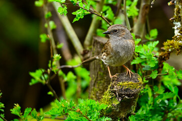 Heckenbraunelle // Dunnock (Prunella modularis)