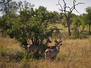 waterbuck in Kruger National Park