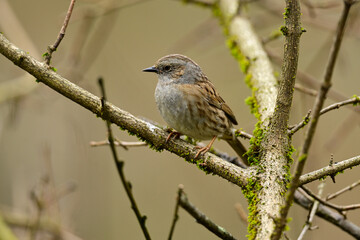 Heckenbraunelle // Dunnock (Prunella modularis)