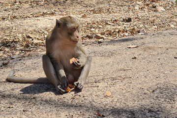 A lone monkey enjoys a fruit snack on a sunny day
