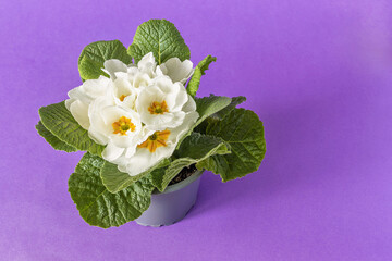 Top view of a white primrose plant with white flowers in a pot