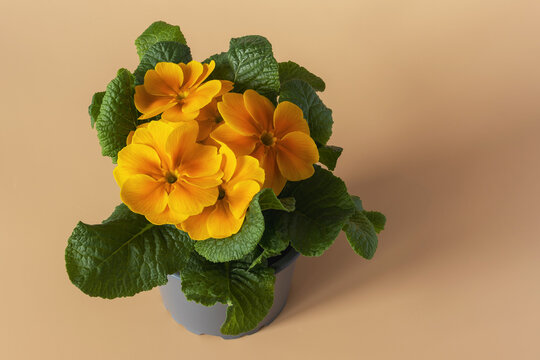 Primrose flower with yellow flowers on an orange background