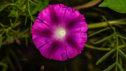 Ipomoea nil (Ipomoea morning glory, picotee morning glory, ivy morning glory, Japanese morning...