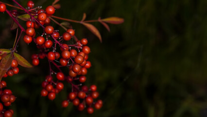 Nandina domestica toxic berries, plant also known as heavenly bamboo or sacred bamboo.