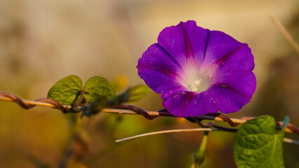 Purple Morning glory flower on a blurry background. Summer flowers. Panorama. Copy space